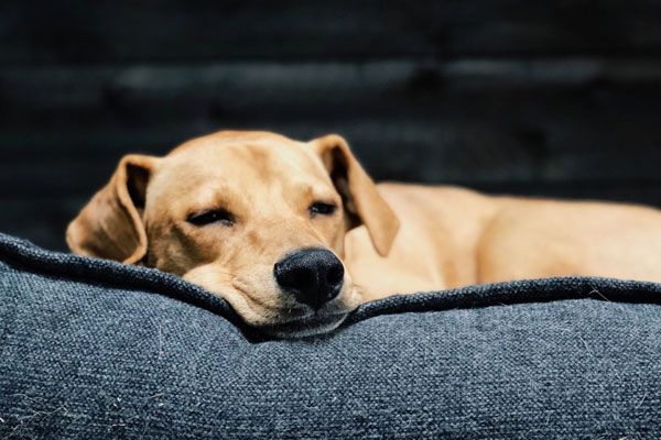 How to choose a dog-proof sofa