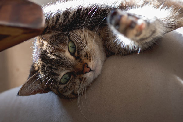 Hai un gatto? Come scegliere il divano a prova di felino!